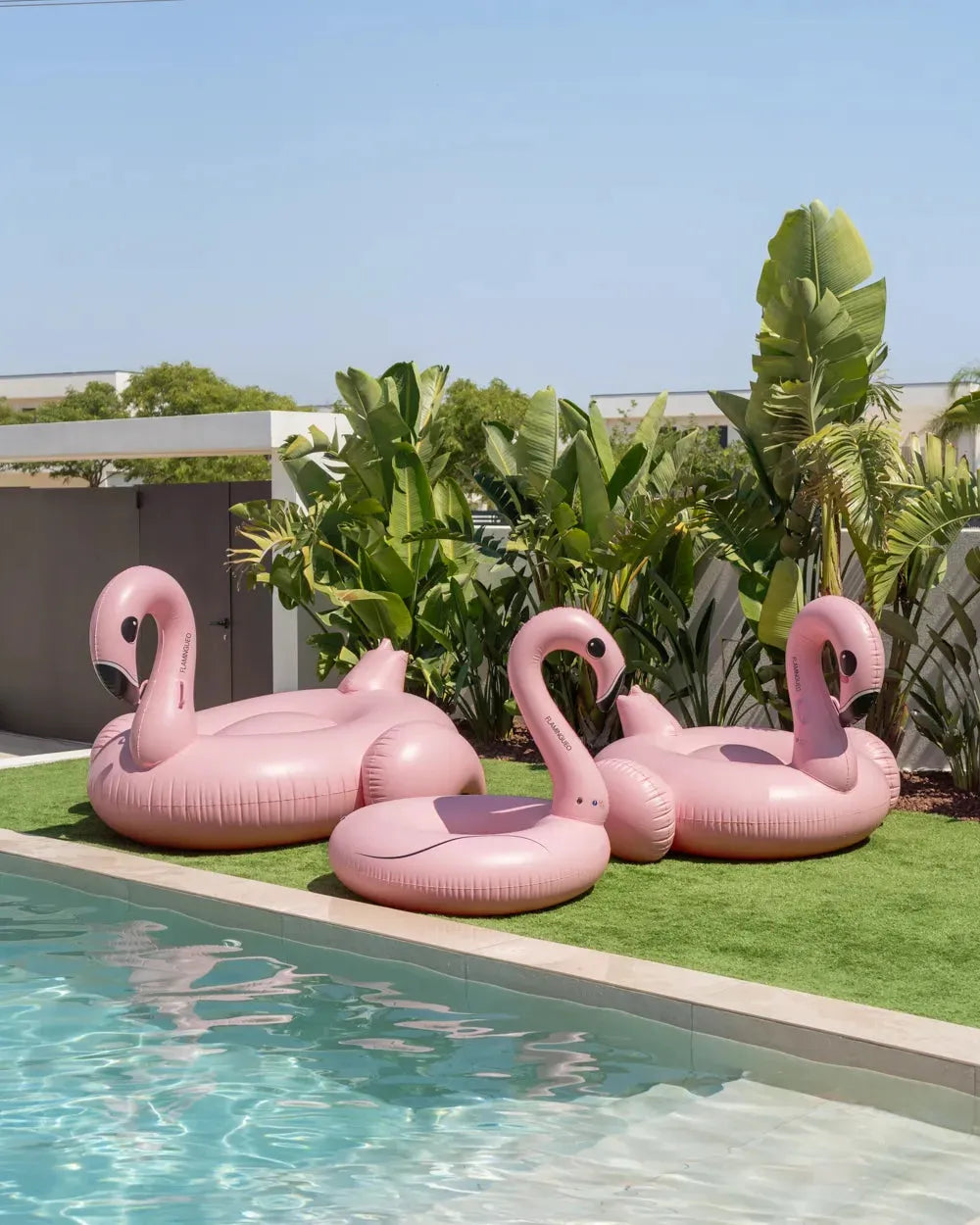 Flamencos rosa flamingueo